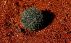 Eriospermum paradoxum