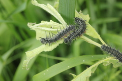 Nymphalis xanthomelas