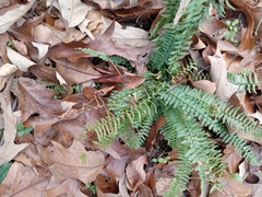 Nephrolepis exaltata