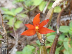 Scaphyglottis imbricata