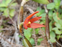 Scaphyglottis imbricata