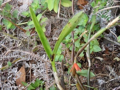 Scaphyglottis imbricata