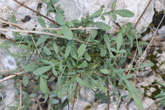 Cephalaria leucantha