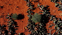 Eriospermum paradoxum