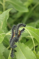 Nymphalis xanthomelas