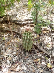 Echinocereus papillosus