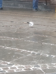 Columba livia domestica