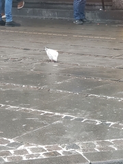 Columba livia domestica