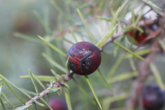 Juniperus oxycedrus oxycedrus
