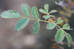 Rosa agrestis