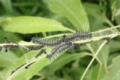 Nymphalis xanthomelas