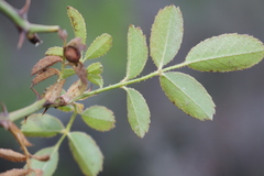 Rosa agrestis