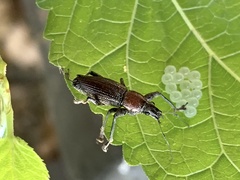Naupactus xanthographus