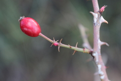 Rosa agrestis