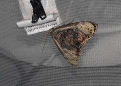 Lepidodes