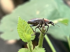 Naupactus xanthographus