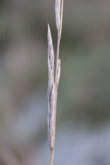 Brachypodium phoenicoides