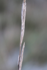 Brachypodium phoenicoides