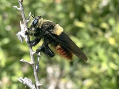 Mallophora ruficauda