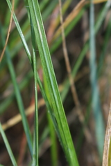 Brachypodium phoenicoides