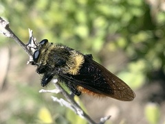 Mallophora ruficauda