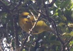 Loxops caeruleirostris
