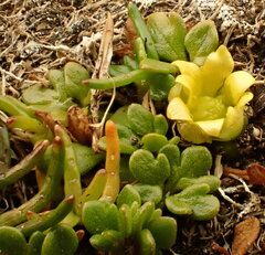 Ranunculus acaulis
