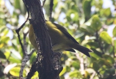 Loxops caeruleirostris