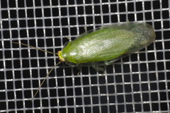 Panchlora