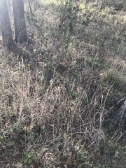 Smilax bona-nox
