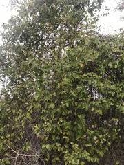Smilax bona-nox