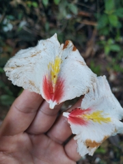 Qualea