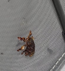 Phobetron hipparchia