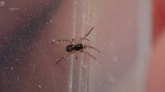 Enoplognatha