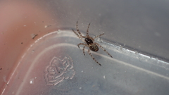 Enoplognatha