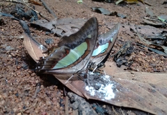 Polyura bharata