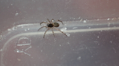Enoplognatha