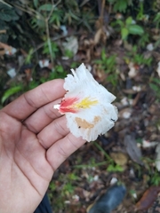 Qualea