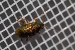 Colaspis