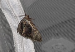 Lepidodes