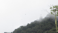 Elanoides forficatus