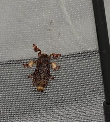 Phobetron hipparchia