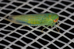 Selenomorphini