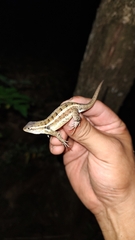 Sceloporus teapensis