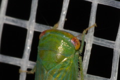 Selenomorphini
