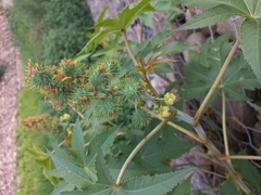 Ricinus communis