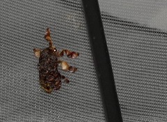 Phobetron hipparchia