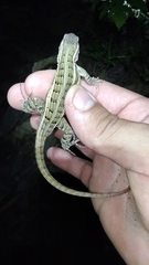 Sceloporus teapensis