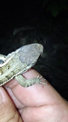 Sceloporus teapensis