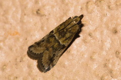 Phycitinae